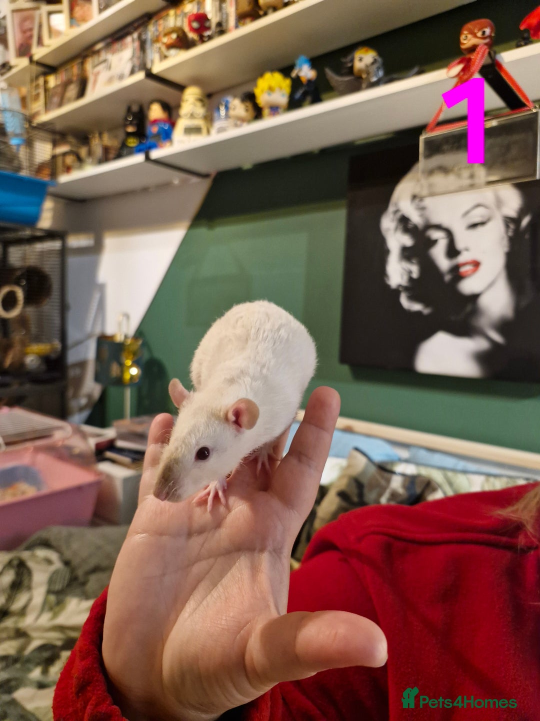 Rat rodents for sale: 9 beautiful girls - Image 1