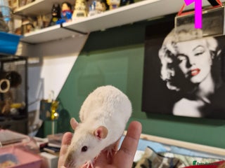 Rat rodents - Advert 5