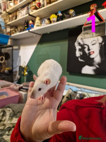 Rat rodents - Advert 2