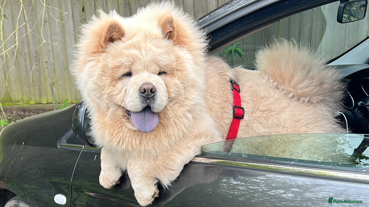 Chow Chow dogs Stunning KC Chow Chow for STUD  in Leicester - Advert 1