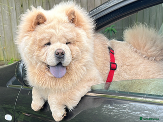 Chow Chow dogs in Leicester - Advert 1