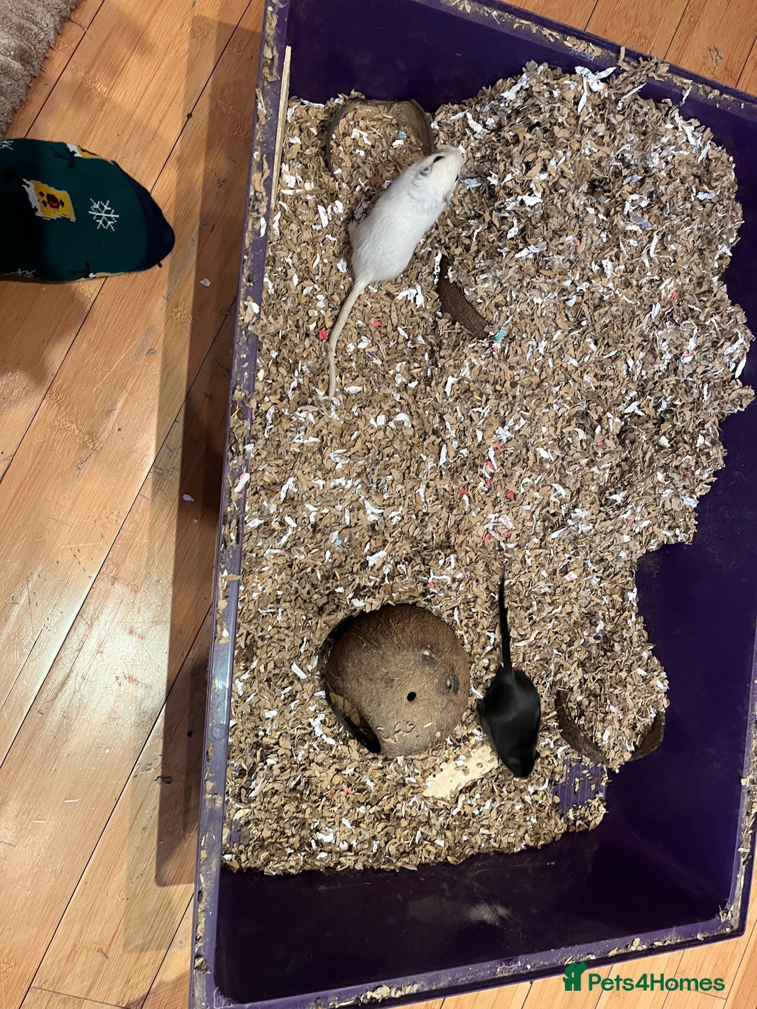 Gerbil rodents for sale: 2 gerbils for sale, in LONDON - Advert 3