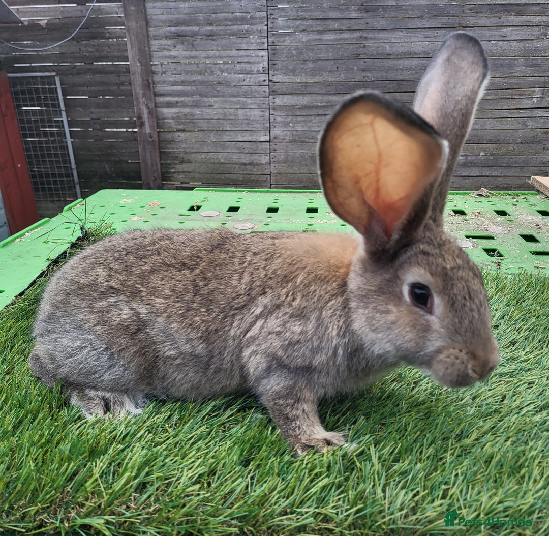 Continental Giant rabbits for sale: Continental giant rabbits  - Image 4