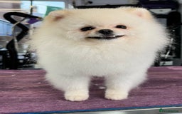 Pomeranian dogs for stud: Tiny Pomeranian (STUD)  - Image 11