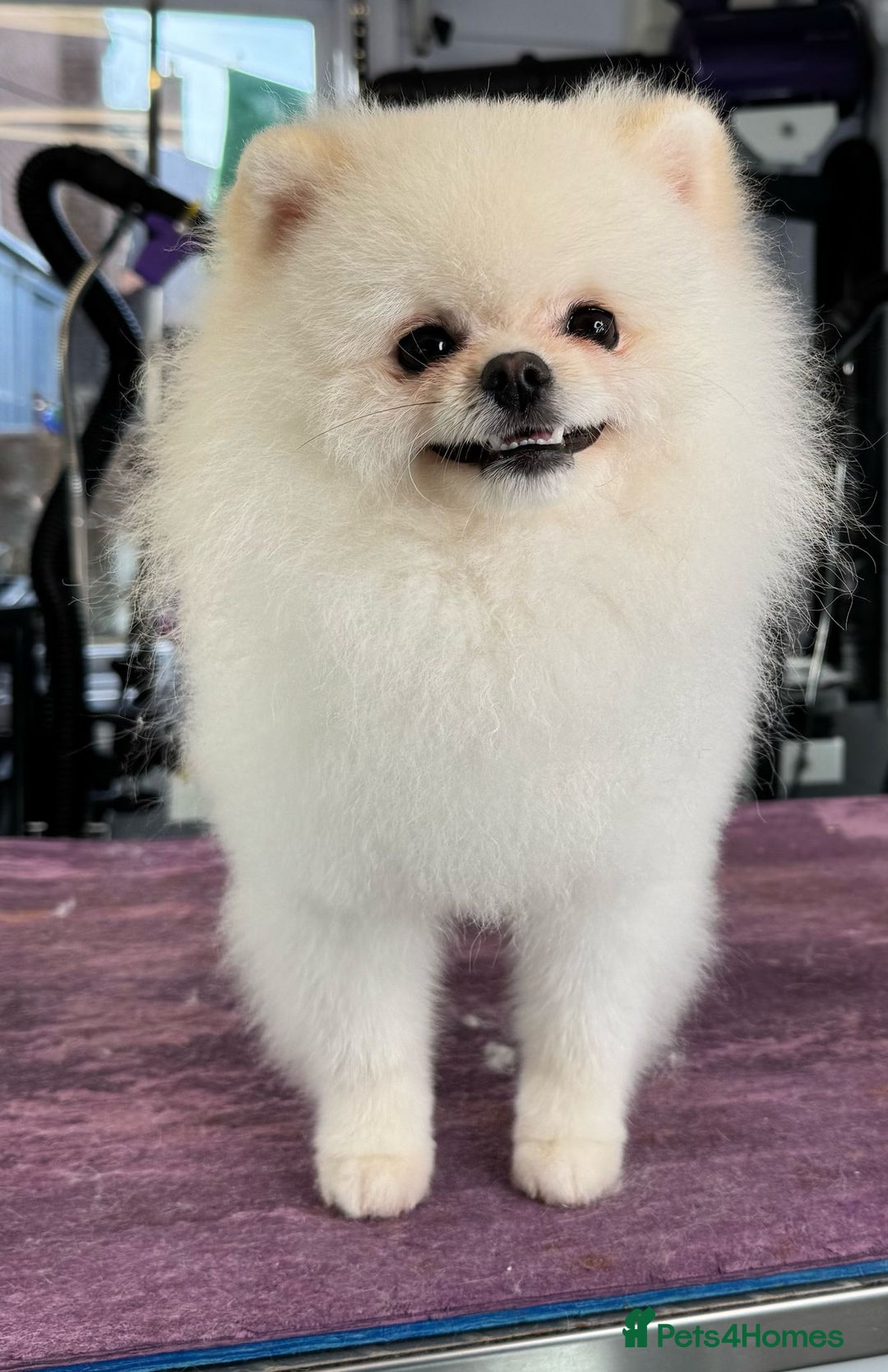 Pomeranian dogs for stud: Tiny Pomeranian (STUD)  - Image 11