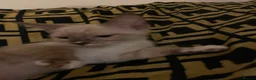 Ragdoll cats for sale: Gorgeous Ragdoll Kittens Looking for Forever Homes - Advert 11