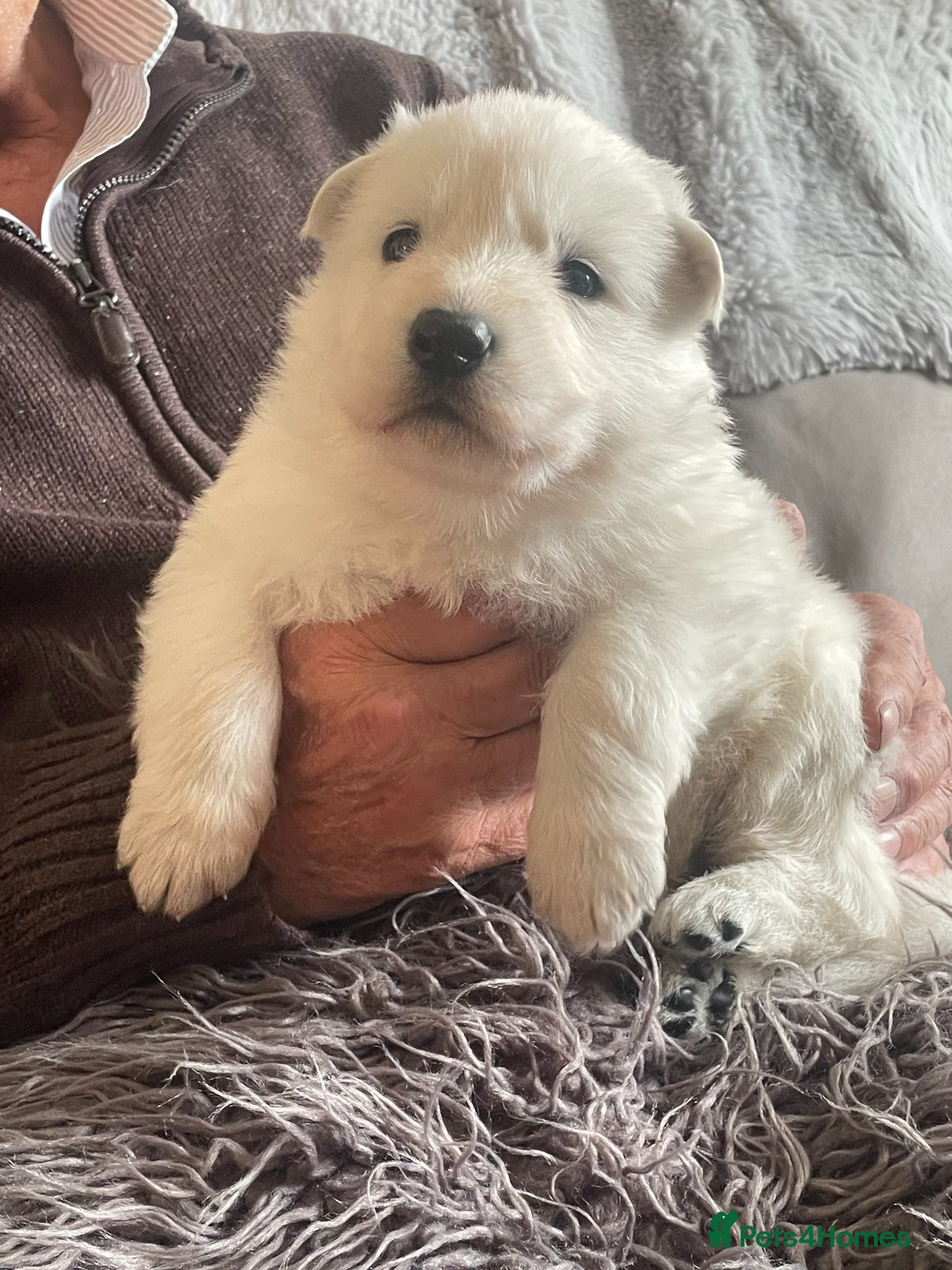 White Swiss Shepherd dogs Beautiful White Swiss Shepherd Puppies - Advert 3