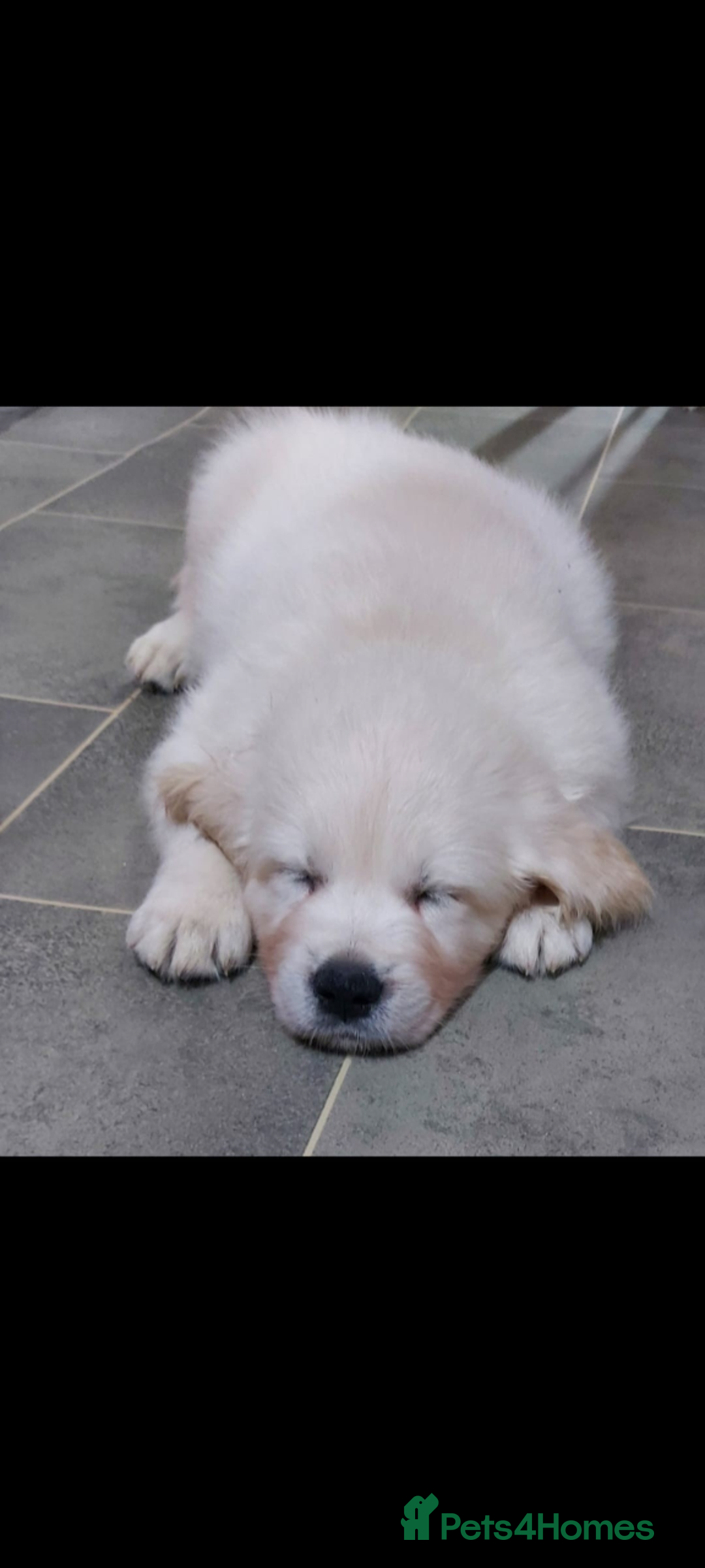 Golden Retriever dogs for sale: Golden retriever puppies for sale  - Advert 17