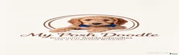 Mini Goldendoodle dogs for sale: Ready to now, licensed breeder & POLICE K9 trainer - Advert 2