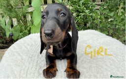 Miniature Dachshund dogs for sale: Miniature Dachshund - Image 15