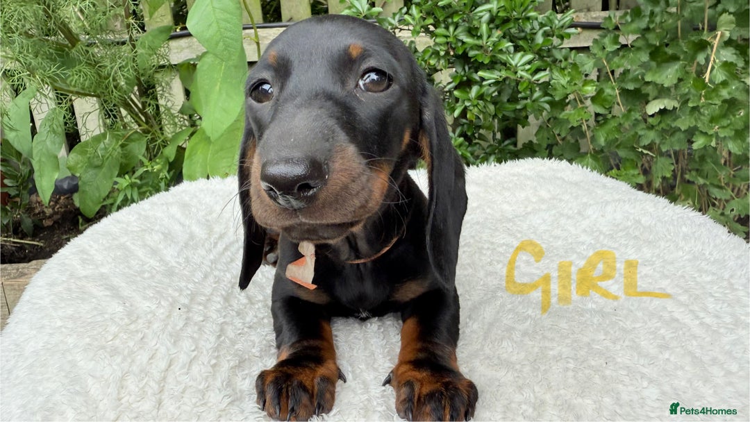 Miniature Dachshund dogs for sale: Miniature Dachshund - Image 15