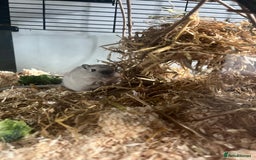 Gerbil rodents for sale: 2 Male Gerbils  - Image 3