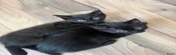 Domestic Shorthair cats for sale: 2 lovely kittens looking for a new home  in Oxford - Advert 1