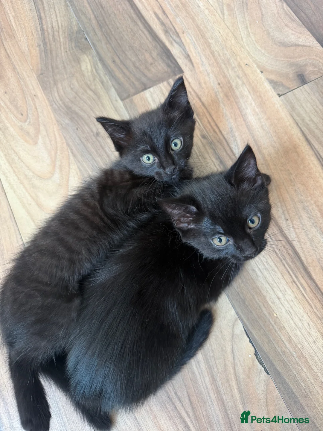 Domestic Shorthair cats for sale: 2 lovely kittens looking for a new home  in Oxford - Advert 1