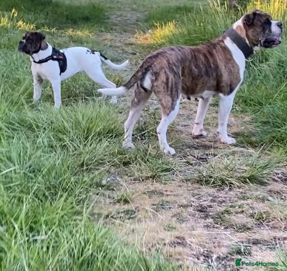 Alapaha Blue Blood Bulldog dogs ALAPAHA BULLDOGS FEMALE 100%PURE - Advert 2