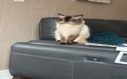 Ragdoll cats for sale: 4 stunning seal point ragdoll boys  - Image 17