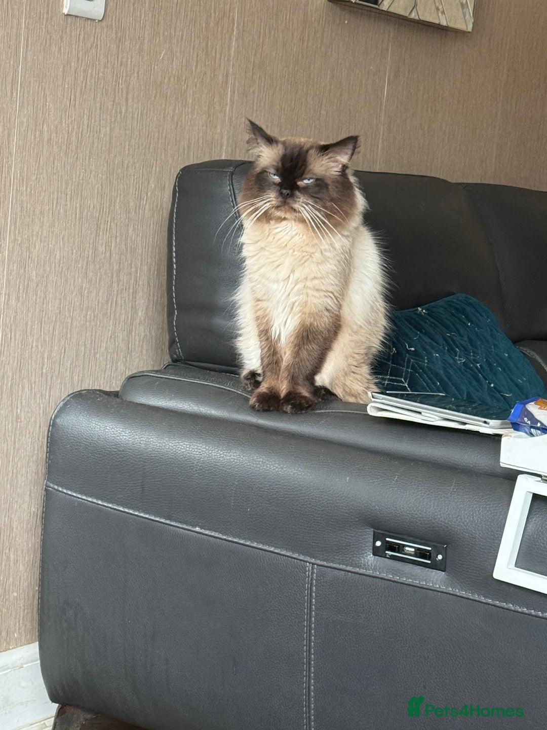 Ragdoll cats for sale: 4 stunning seal point ragdoll boys  - Image 17