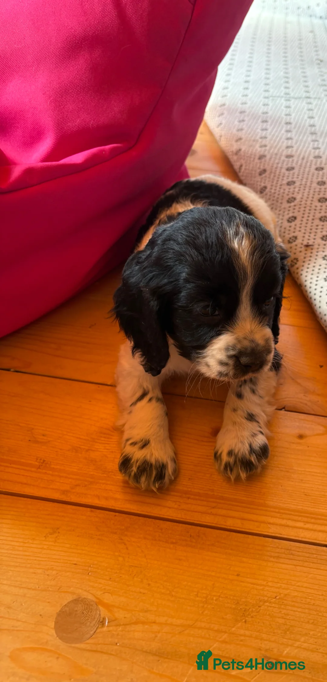 Cocker Spaniel dogs for sale: Lovely puppies  - Advert 1
