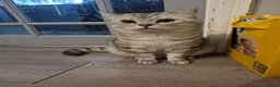 British Shorthair cats for stud: Beautiful Pure tabby bsh male "stud only" - Advert 4