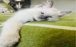Ragdoll cats for sale: Ragdoll kittens (ready to leave now) - Image 15