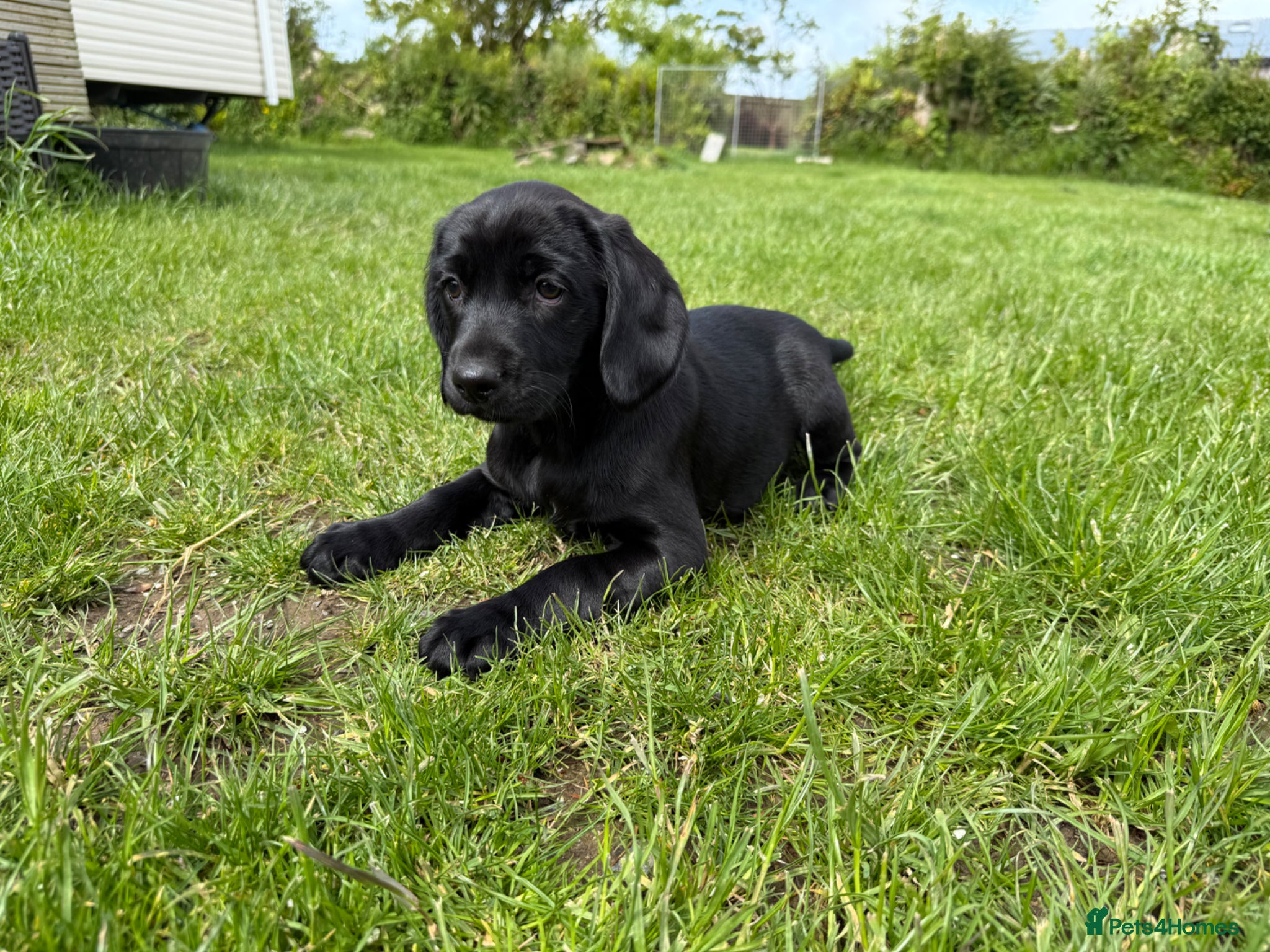 Springador dogs for sale: Spaniel x Labrador puppies  - Advert 2
