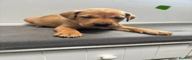 Labrador Retriever 6