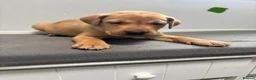 Labrador Retriever dogs for sale: 10 adorable fox red Labrador puppies  - Advert 34