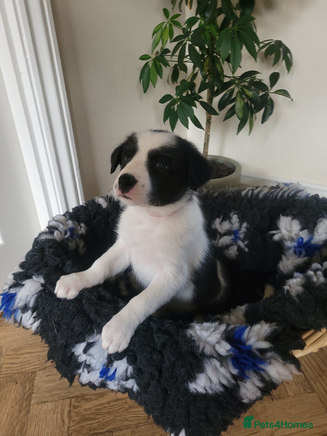 Border Collie dogs for sale: 5 Week old Boarder Collie Puppies - Advert 7