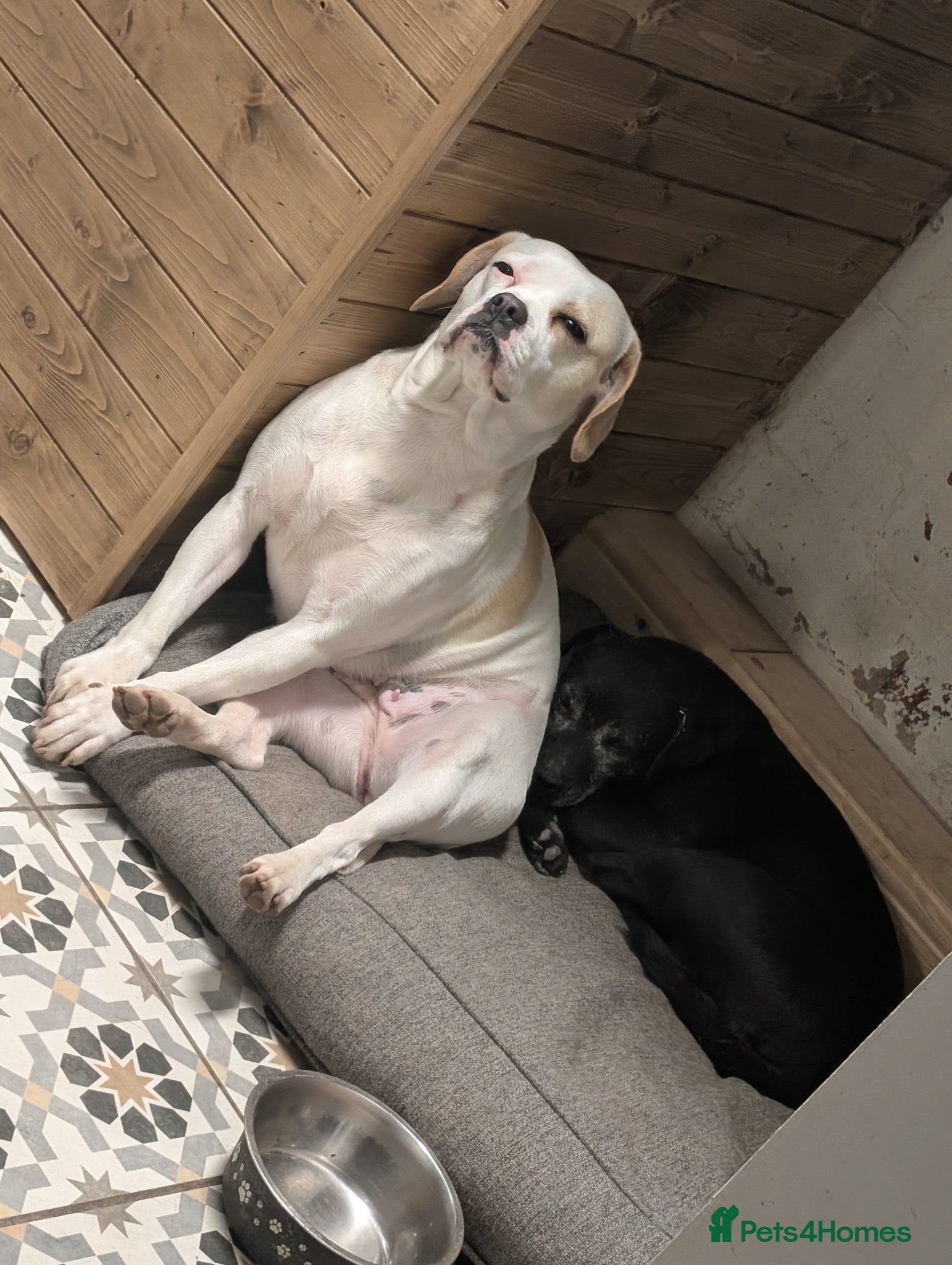 Mixed Breed dogs Delilah- loving female dog looking for a new home  - Advert 4