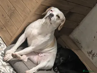 Mixed Breed dogs Delilah- loving female dog looking for a new home - Advert 4