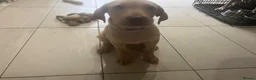 Labrador Retriever dogs for sale: Gorgeous Labrador Puppies, ready for forever homes - Advert 6