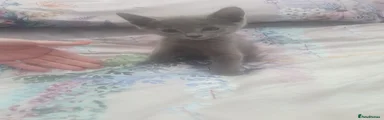 Russian Blue 2