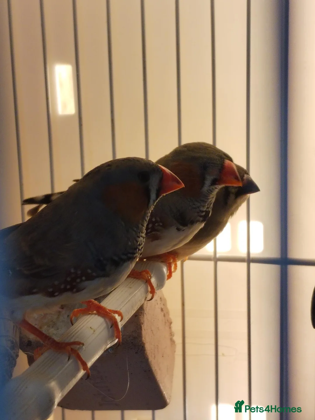 Finches birds for sale: Zebra finches  - Advert 2