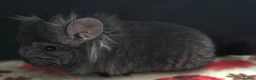 Chinchilla rodents for sale: A verity of Chinchillas rpa/rpac - Advert 10