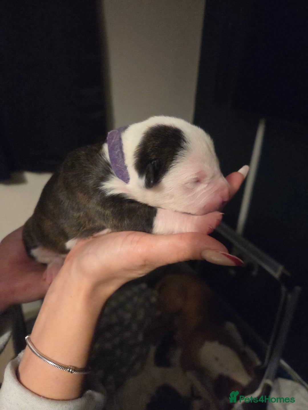 American Bulldog dogs for sale: American bulldog puppies  - Image 12