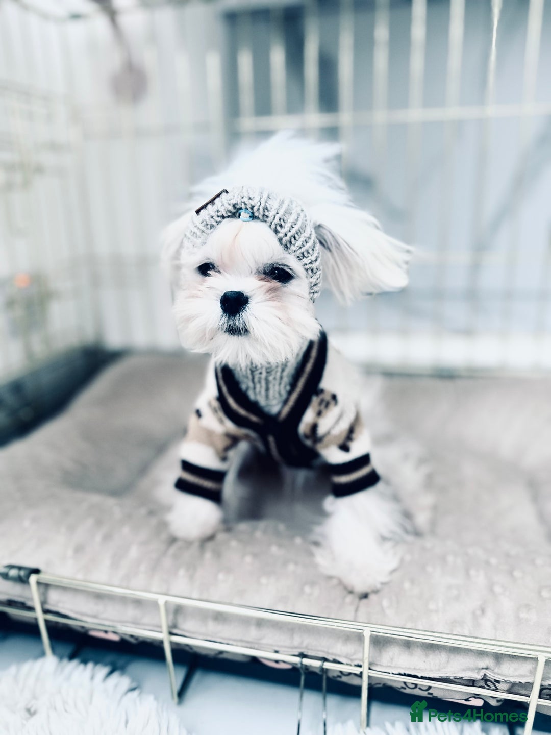 Maltese dogs for sale: 🩵Most Beautiful Full Korean Maltese 🩵 - Image 5