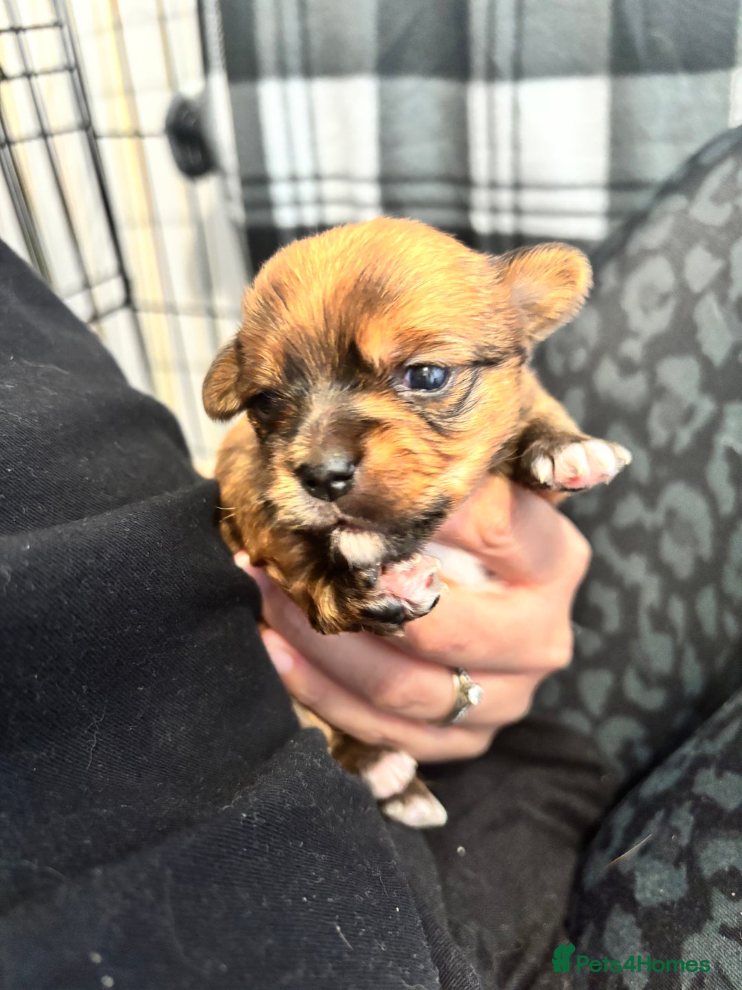 Mixed Breed dogs for sale: ✨ Chihuahua × Coton de Tulear puppies ✨ - Image 6