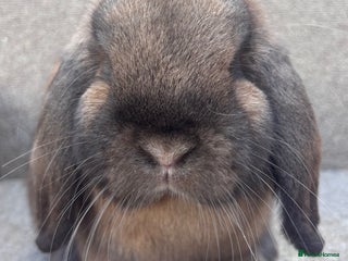 Dwarf Lop rabbits for sale - Advert 1