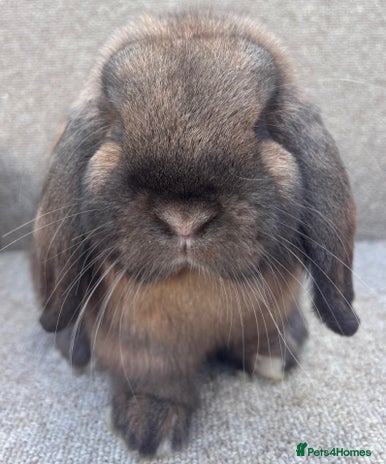 Dwarf Lop rabbits - Advert 1