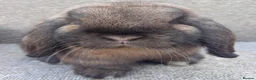 Dwarf Lop rabbits for sale: Dwarf Lop Youngsters  - Advert 1