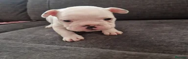 French Bulldog Puppy 1