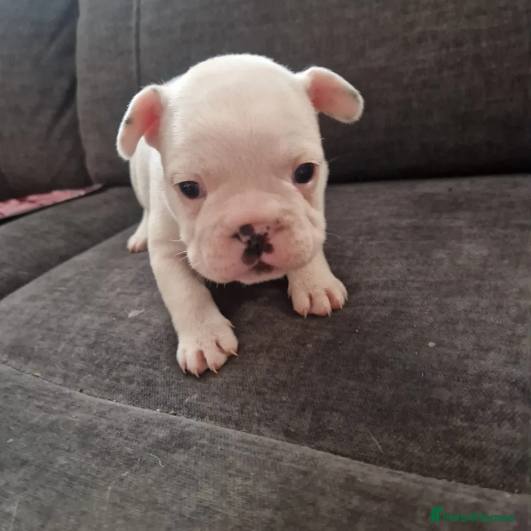 French Bulldog dogs for sale: Frenchie puppies - Advert 3