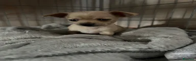 Chihuahua 2