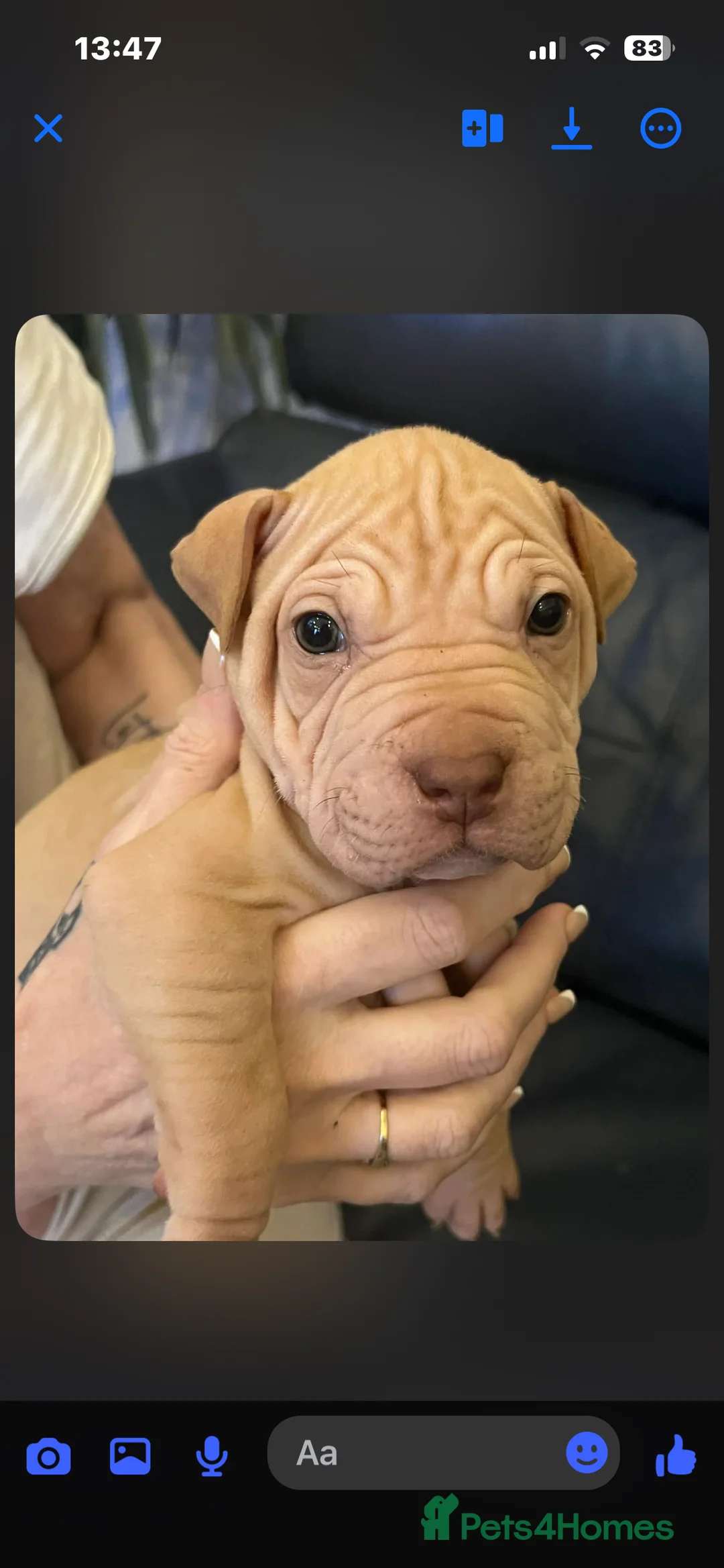 Mixed Breed dogs for sale: Shar pei x pocket bully - Advert 11