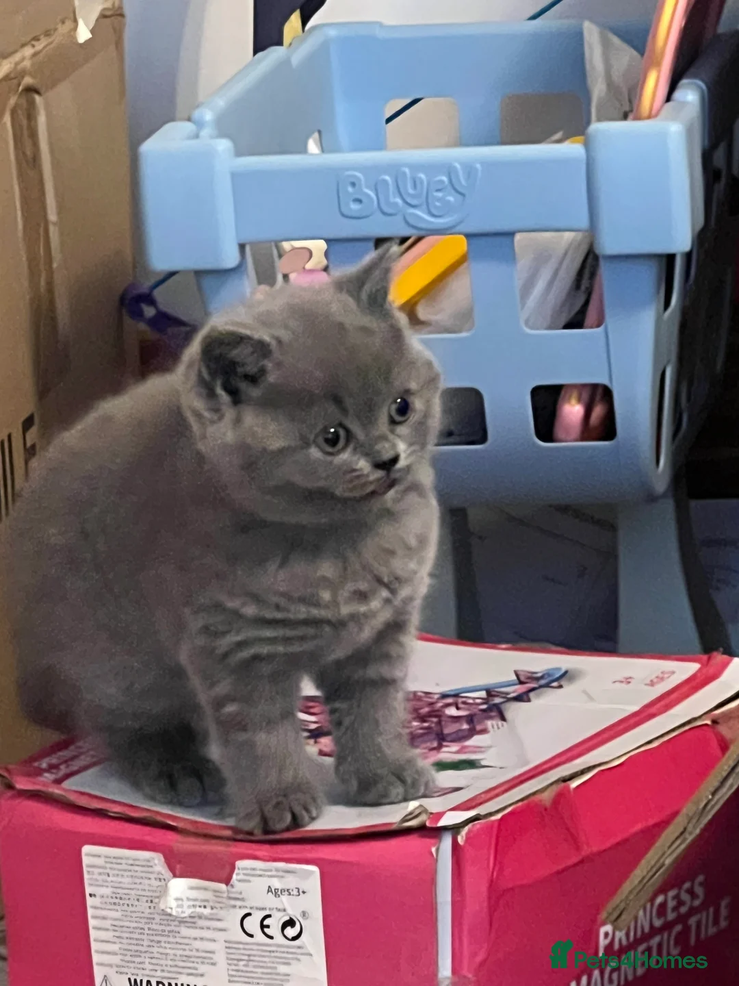 British Shorthair cats for sale: British Shorthair Kittens- ready on 14 Feb - Advert 6