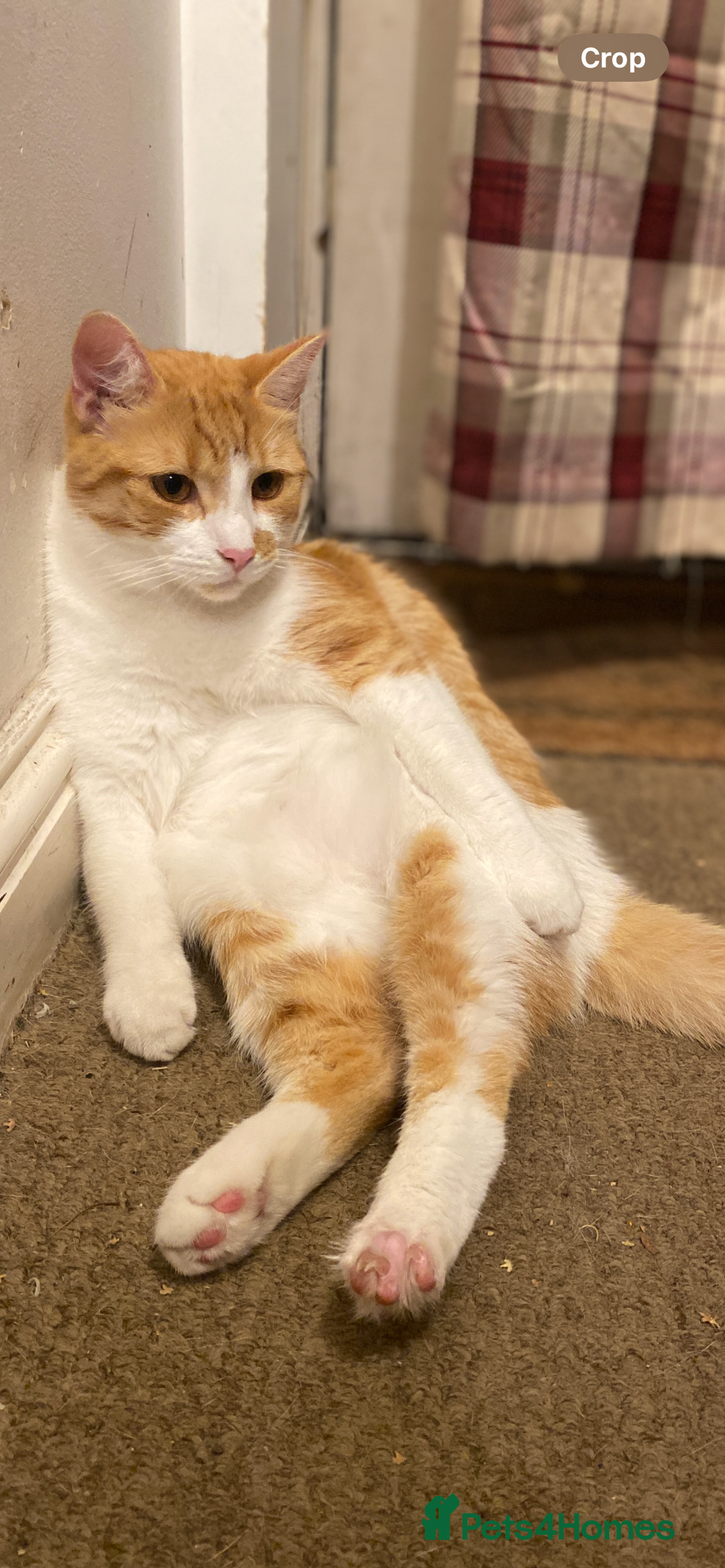 British Shorthair cats for sale: A beautiful shorthairs ginger male  - Advert 3