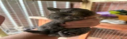 Chinchilla rabbits for sale: little bundles of love ❤️ needing forever homes  - Advert 9