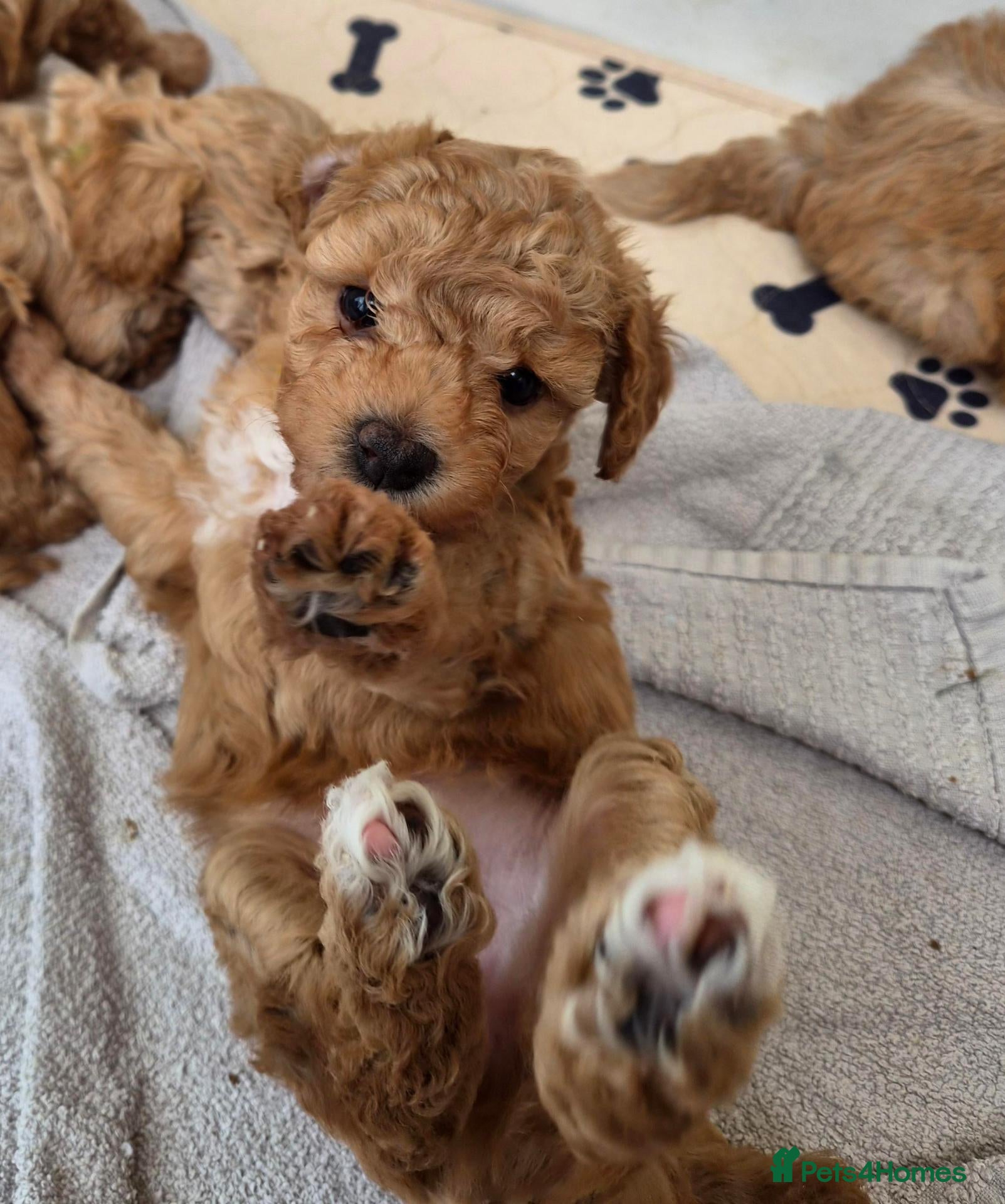 Mixed Breed dogs Superb Poochons (Maltipoochons) , bred by vet - Advert 2