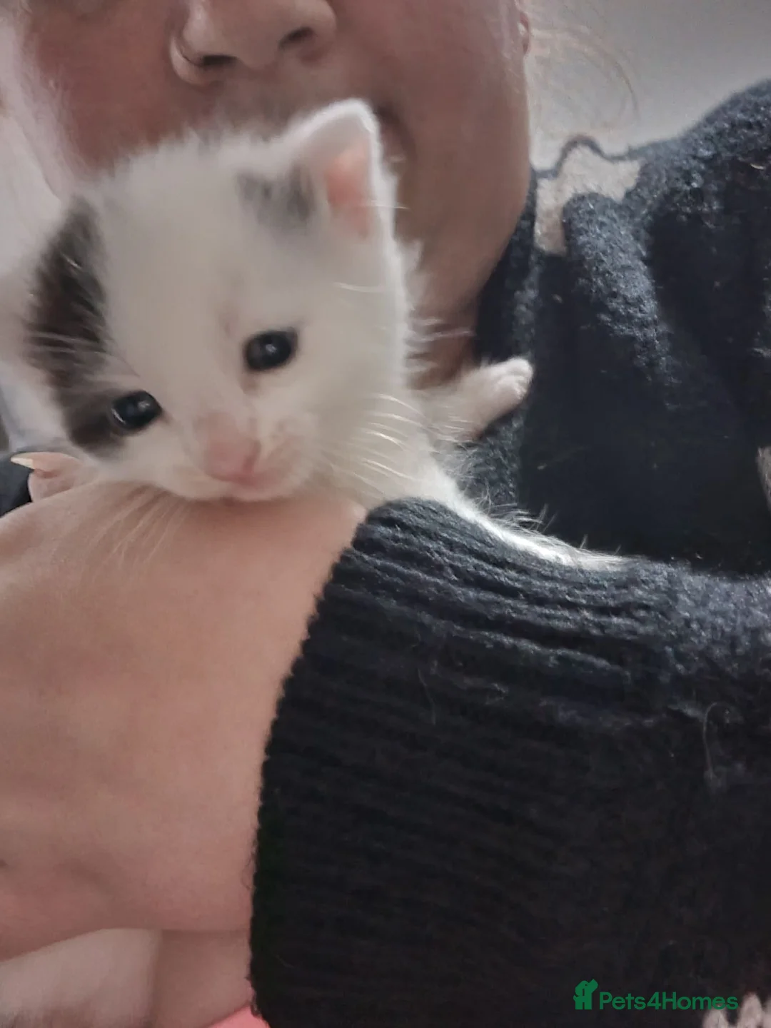 Mixed Breed cats for sale: White female kitten - Advert 6