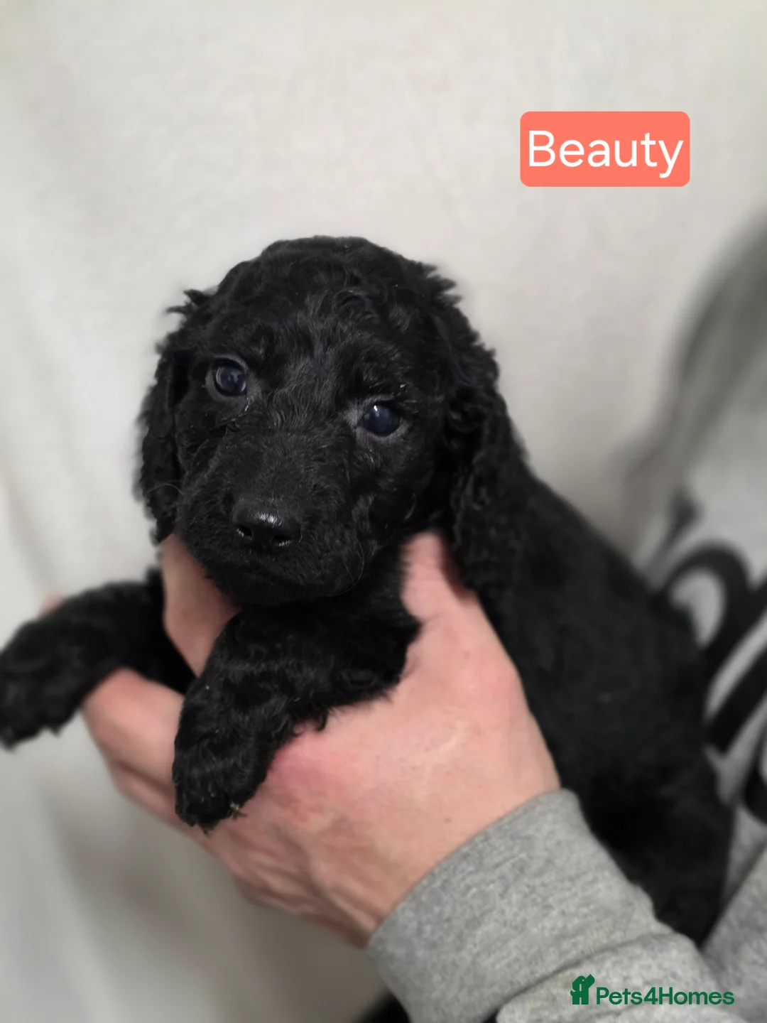 Cockapoo dogs for sale: Adorable cockapoo puppies - Advert 9
